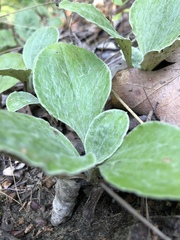 Antennaria parlinii