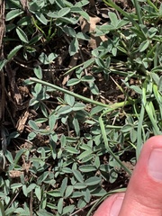 Trifolium gymnocarpon