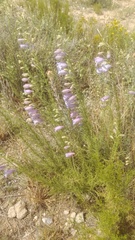Penstemon amphorellae