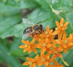 Apis mellifera