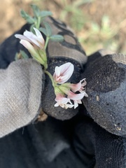 Trifolium gymnocarpon
