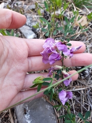 Chamaecytisus purpureus