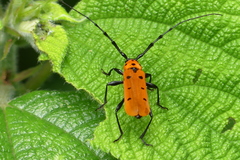 Rosalia decempunctata