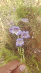 Penstemon amphorellae