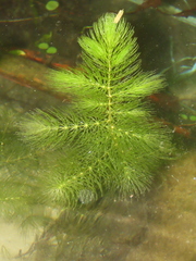Cornifle immergé (Ceratophyllum demersum) — photo 3