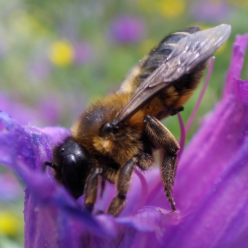 Megachile albonotata · iNaturalist