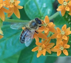 Apis mellifera