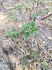 Brickellia veronicifolia