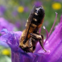 Megachile albonotata