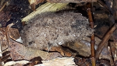 Lophocampa caryae