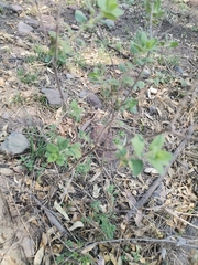 Brickellia veronicifolia