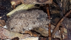 Lophocampa caryae