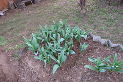 Allium aflatunense