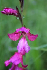 Gladiolus communis