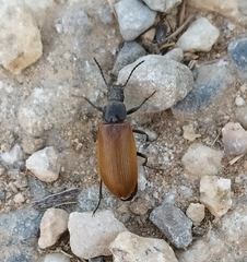 Megischia curvipes