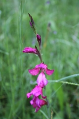 Gladiolus communis