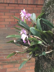 Cattleya