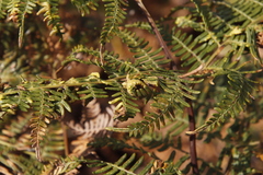 Eriophyes quadrifidus