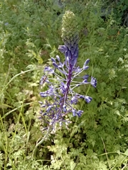 Scilla hyacinthoides