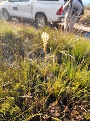 Bulbine annua