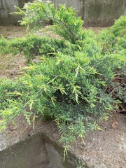 Juniperus sabina