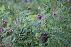 Lathyrus niger