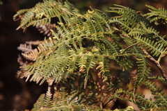 Eriophyes quadrifidus