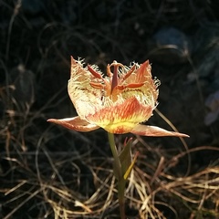 Calochortus tiburonensis