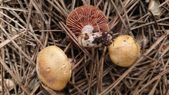 Cortinarius delibutus