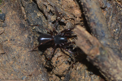 Corinninae