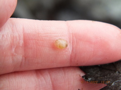 Sphaerium occidentale