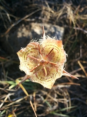 Calochortus tiburonensis