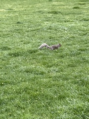 Sciurus carolinensis