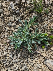 Silene csereii