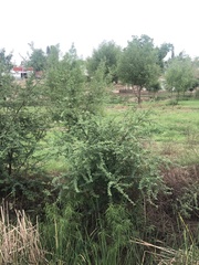 Vachellia farnesiana