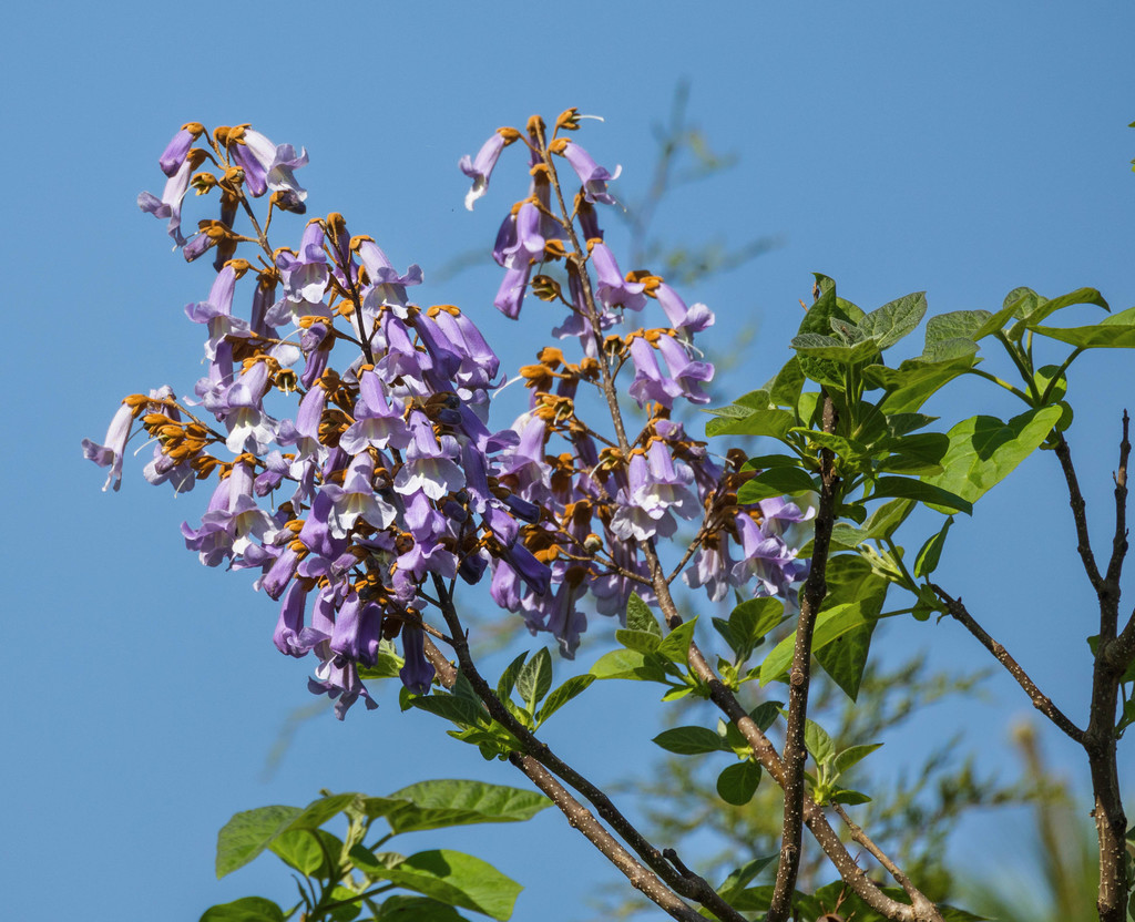 princess tree from Surry County, VA, USA on April 24, 2022 at 10:14 AM ...