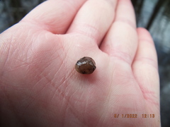 Sphaerium occidentale