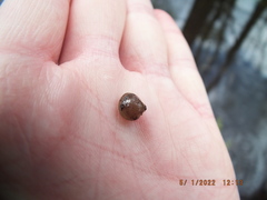 Sphaerium occidentale