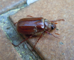 Holochelus