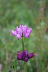 Lupinus hispanicus