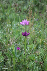 Lupinus hispanicus