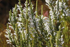 Erica perspicua
