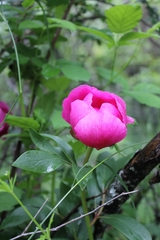 Paeonia broteri