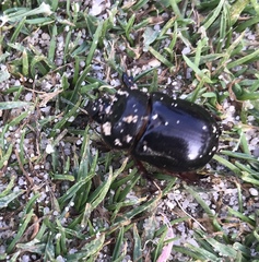 Temnorhynchus retusus