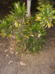 Angiospermae