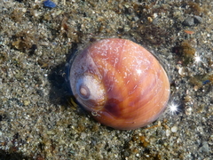 Cryptonatica aleutica