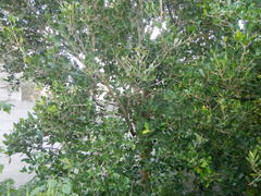 Chionanthus foveolatus