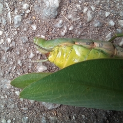 Stagmatoptera praecaria