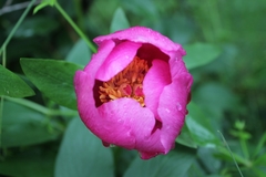 Paeonia broteri