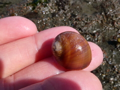 Cryptonatica aleutica